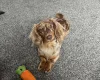 Dachshund (Miniature Long Haired)