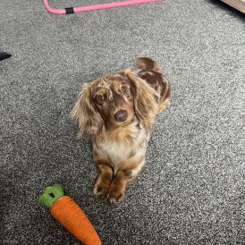 Dachshund (Miniature Long Haired)
