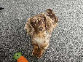 Dachshund (Miniature Long Haired)