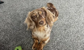 Dachshund (Miniature Long Haired)