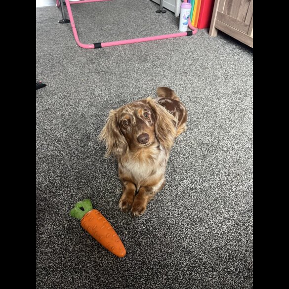 Dachshund (Miniature Long Haired)