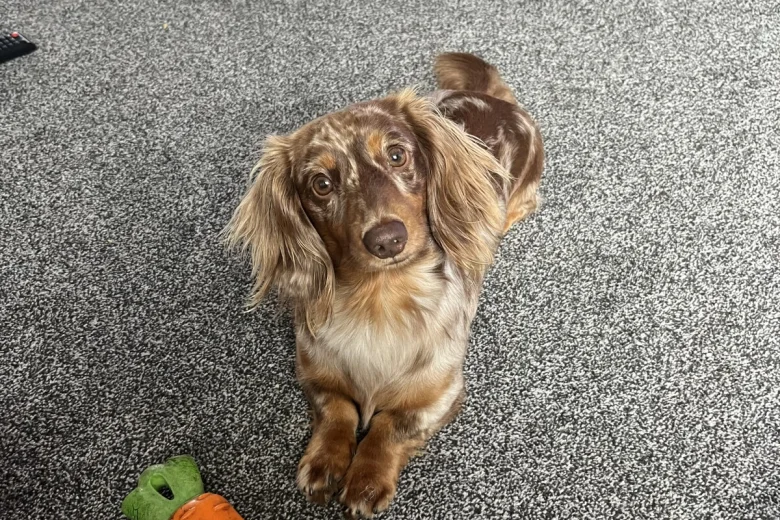 Dachshund (Miniature Long Haired)