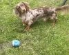 Dachshund (Miniature Long Haired)