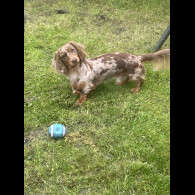 Dachshund (Miniature Long Haired)