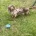 Dachshund (Miniature Long Haired)