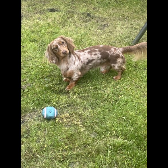 Dachshund (Miniature Long Haired)