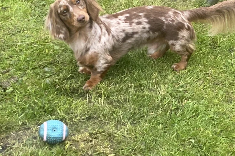 Dachshund (Miniature Long Haired)