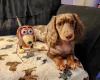 Dachshund (Miniature Long Haired)