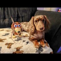 Dachshund (Miniature Long Haired)