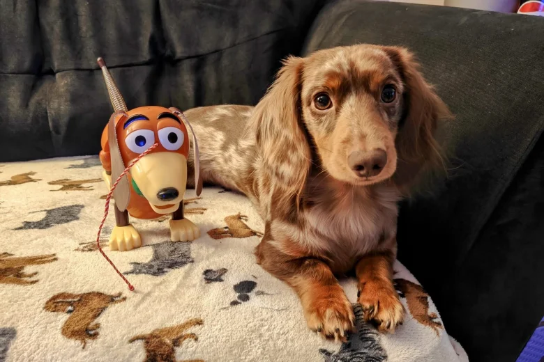 Dachshund (Miniature Long Haired)