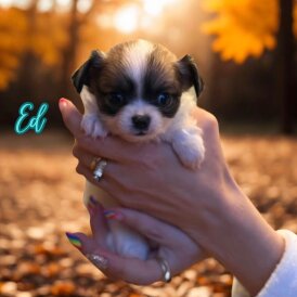 Chihuahua