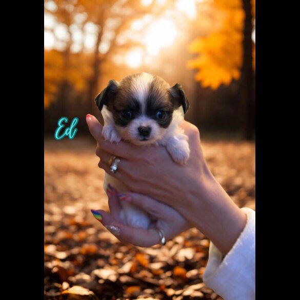 Chihuahua