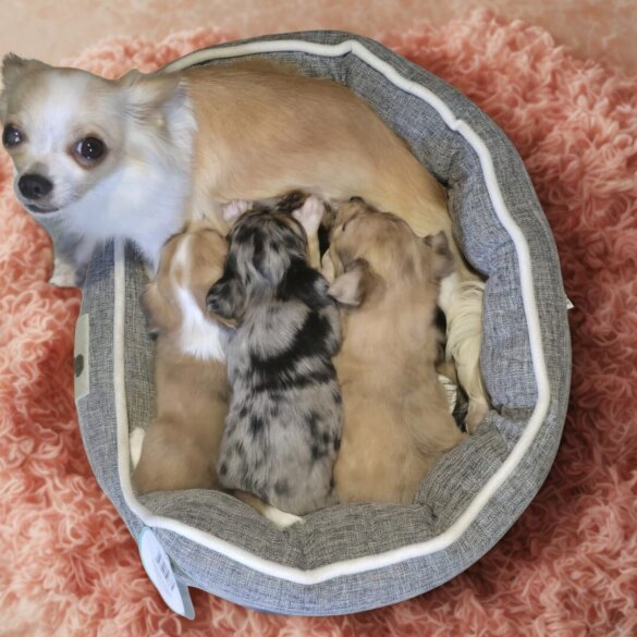 Chihuahua