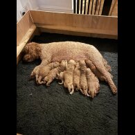 Goldendoodle