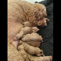 Goldendoodle