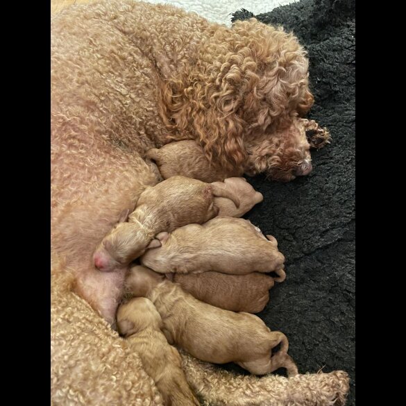 Goldendoodle