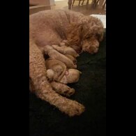Goldendoodle