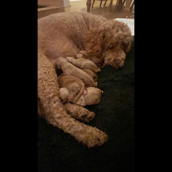 Goldendoodle