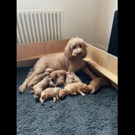 Goldendoodle