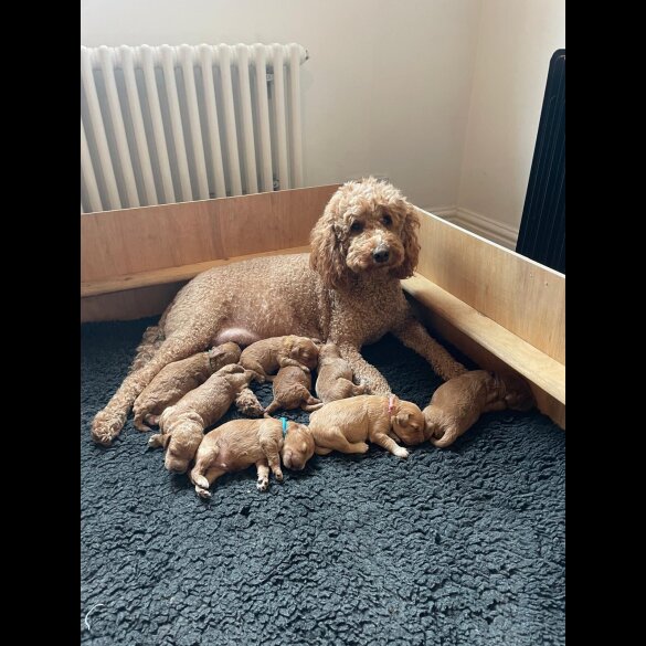 Goldendoodle