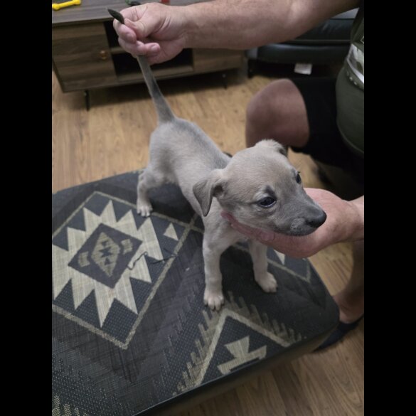 Lurcher