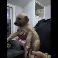Lurcher