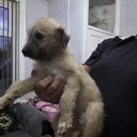 Lurcher