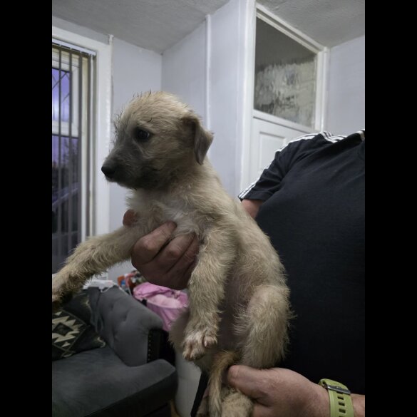 Lurcher