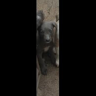 Lurcher
