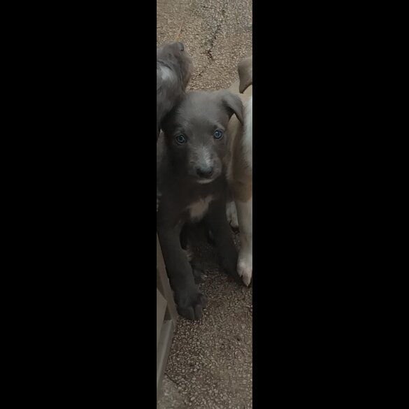Lurcher