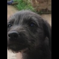 Lurcher