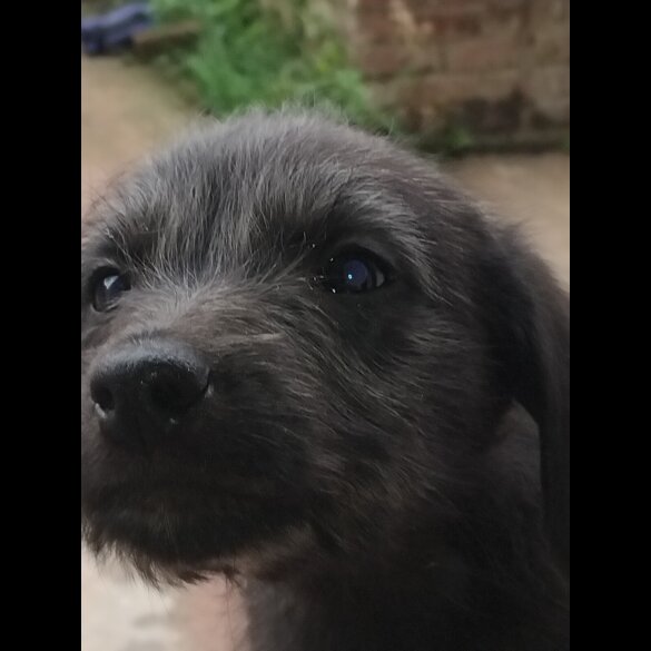 Lurcher