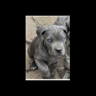 Cane Corso