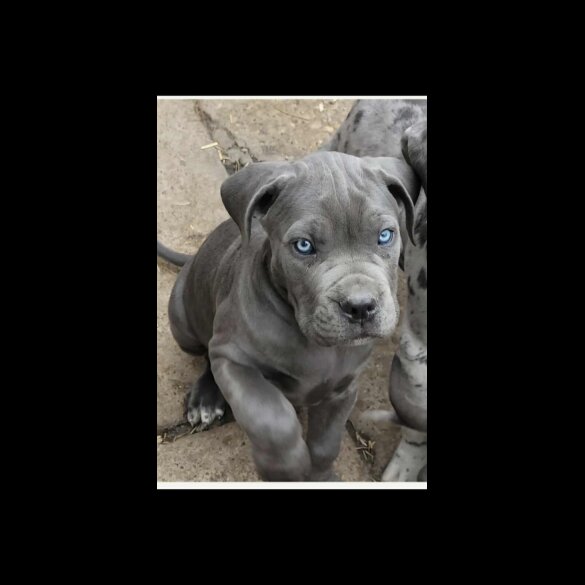 Cane Corso