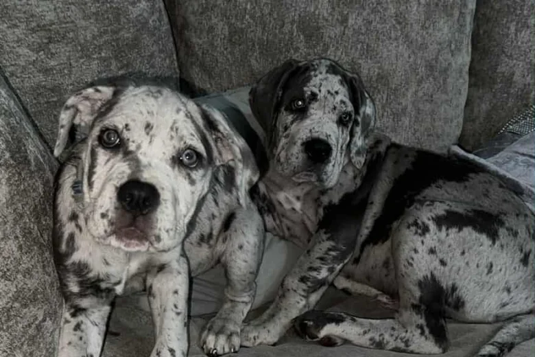 Cane Corso