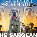 Cane Corso