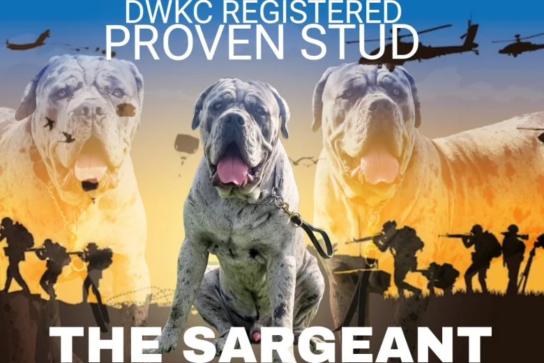 Cane Corso