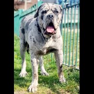 Cane Corso