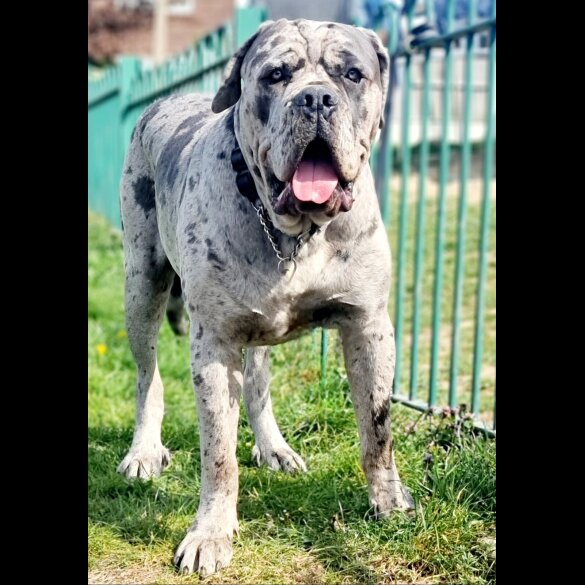 Cane Corso