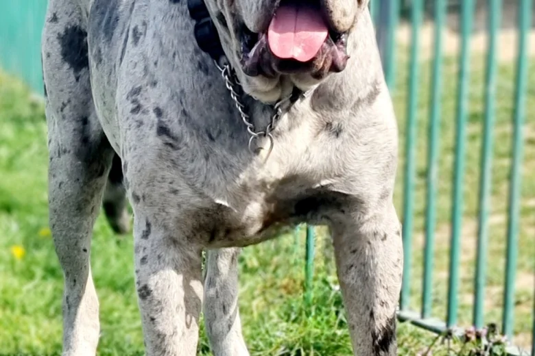 Cane Corso