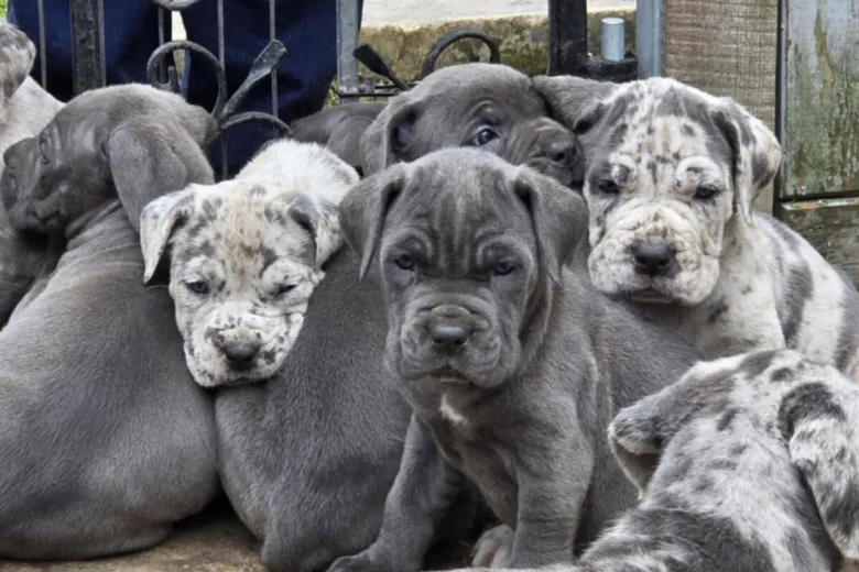 Cane Corso
