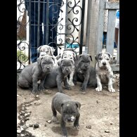 Cane Corso
