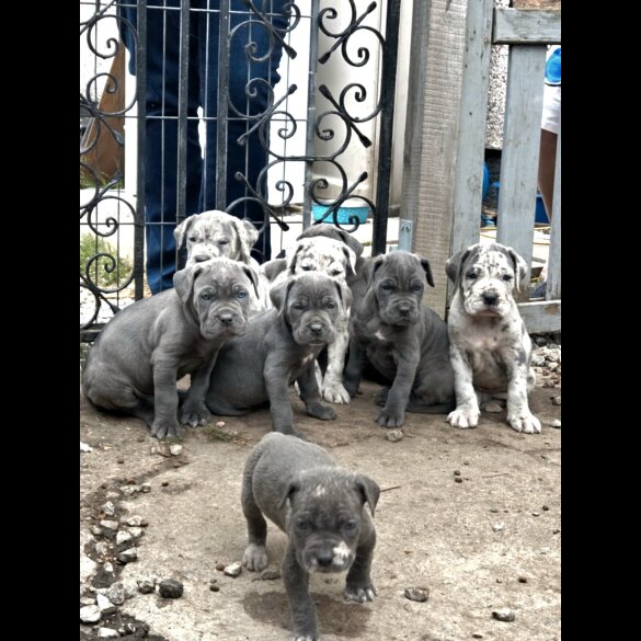Cane Corso