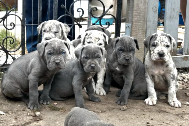 Cane Corso