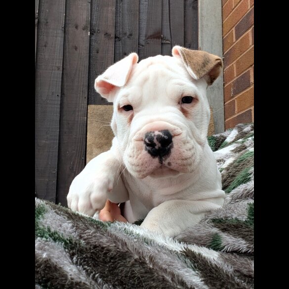 American Bulldog