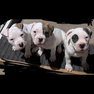 American Bulldog