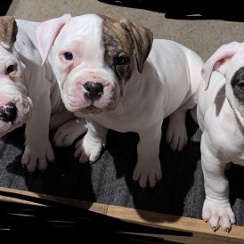 American Bulldog