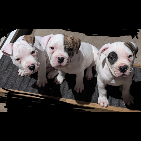 American Bulldog