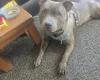 Staffordshire Bull Terrier