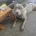 Staffordshire Bull Terrier